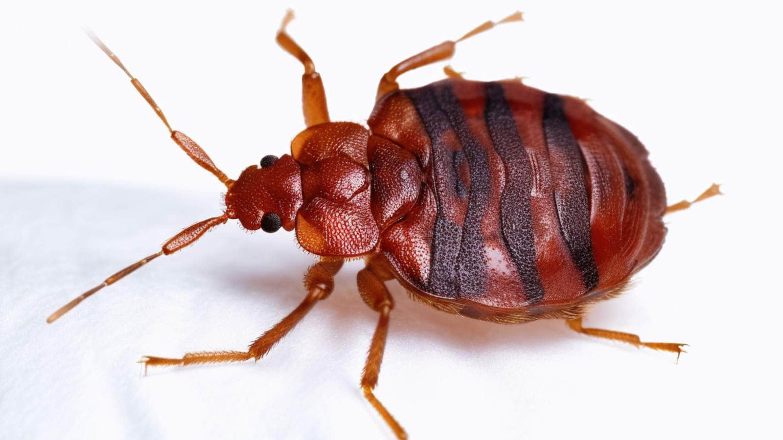 Adult bed bug close-up showing reddish-brown coloring and flat oval body