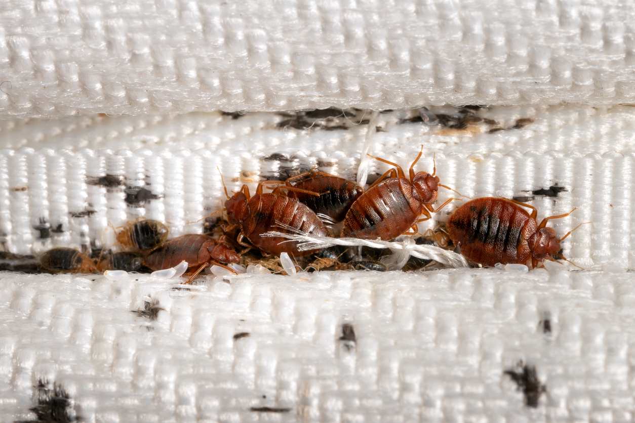 Bed bug eggs in mattress seam, approximately 1mm in size